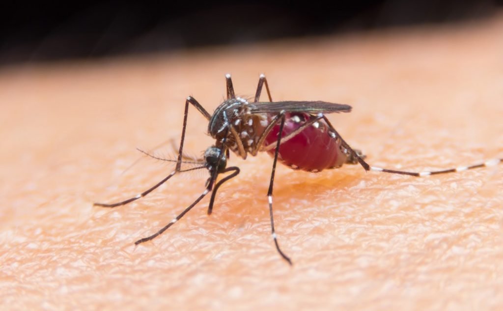 Malaria causas sintomas e tratamento em moçambique, malária grave