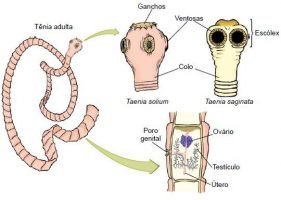 Teníase: generalidades, sintomas e tratamento