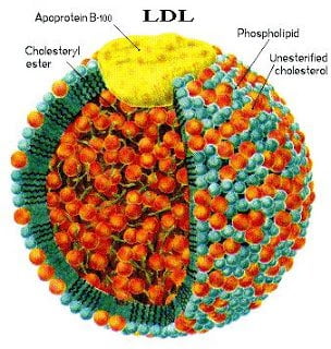LDL participante na formação de ateroma