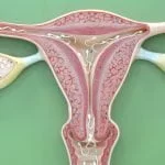 funcões das hormonas sexuais femininas