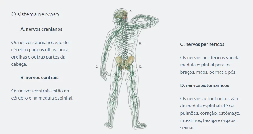 Representação das porções onde a neuropatia periférica pode ocorrer