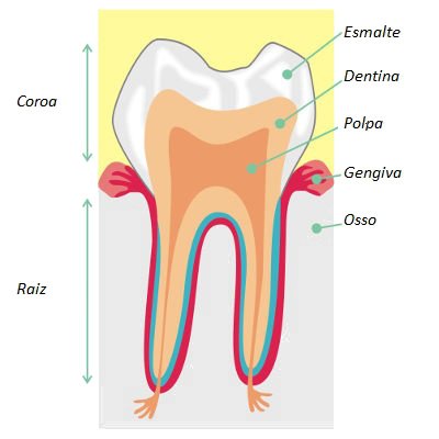 dente e os locais onde podem ocorrer cárie