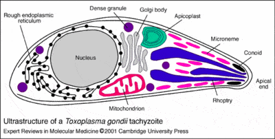 microstrutura do toxoplasma gongii