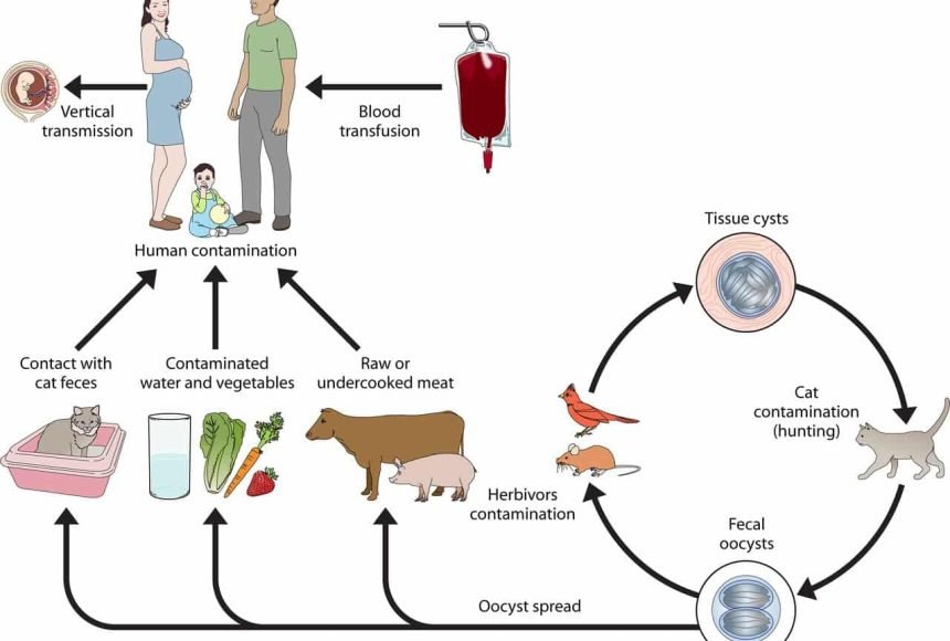 toxoplasma gondii