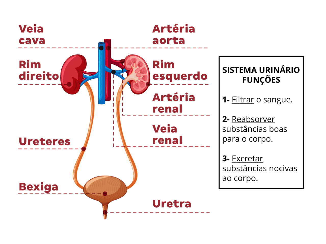 Rins Estrutura Funções E Condições 2615