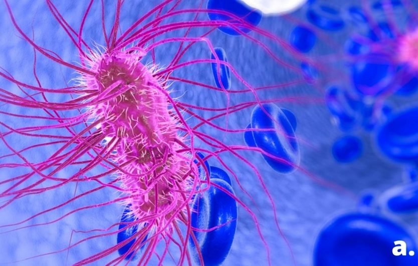 Escherichia Coli Sintomas Causas E Tratamento