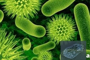 desinteria causada por entamoeba histolytica