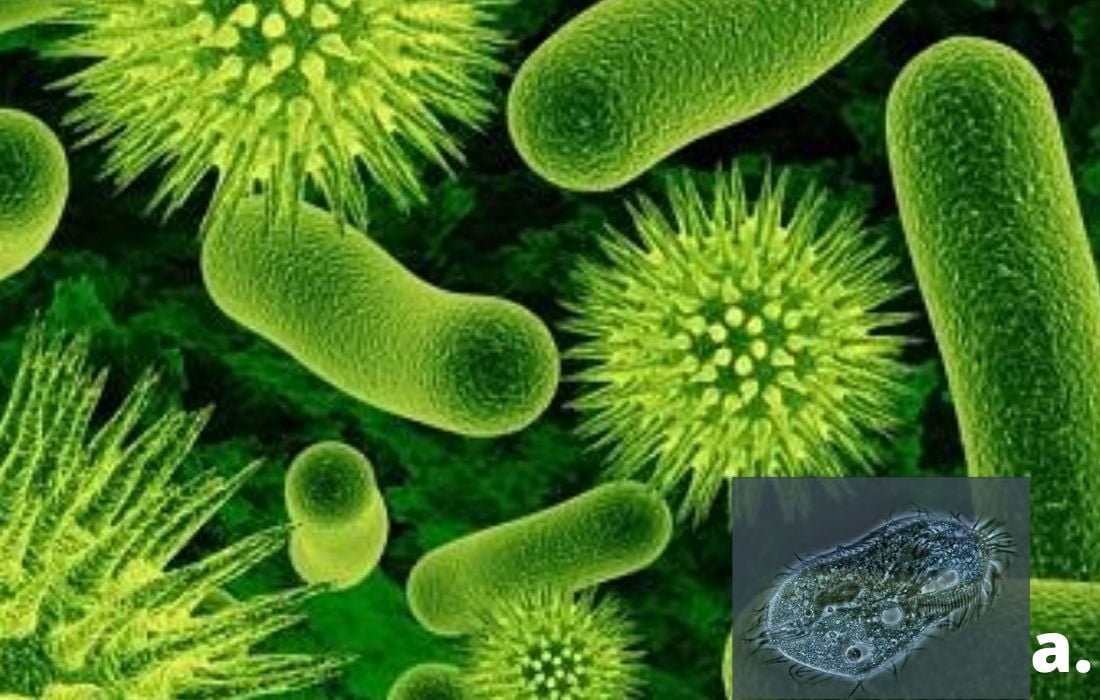 desinteria causada por entamoeba histolytica