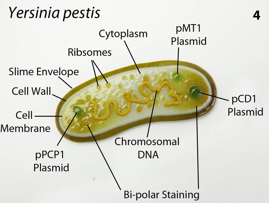 yersinia pestis agente causador da peste