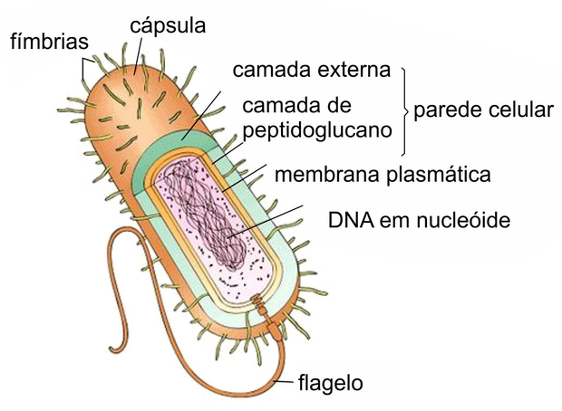 estrutura das bactérias