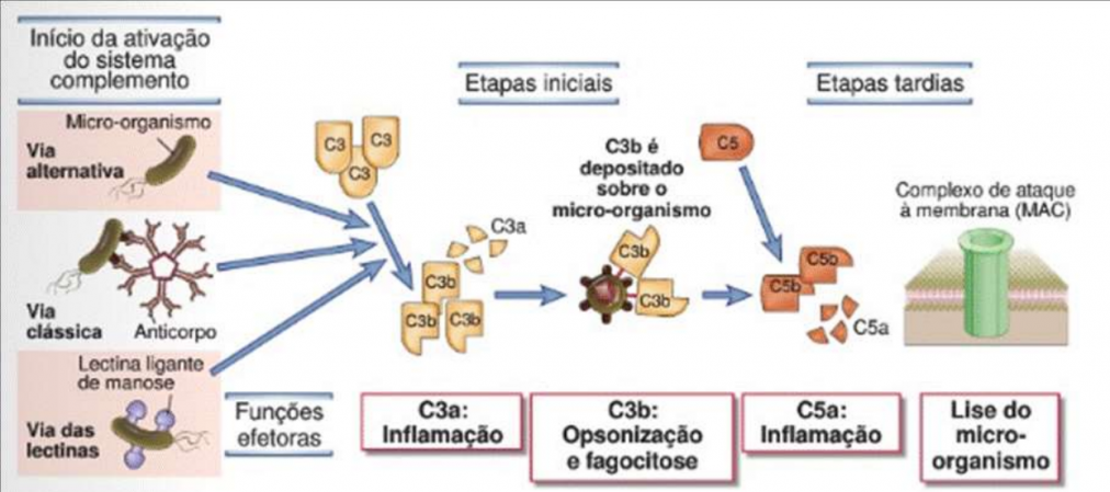 Mapa Mental Sistema Complemento