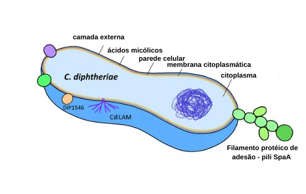 bactéria causadora da difteria