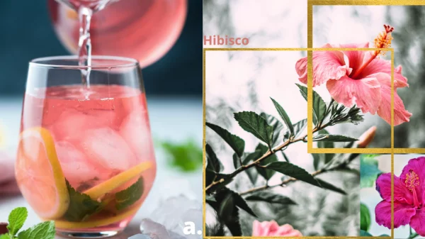 hibisco benefícios e malefícios