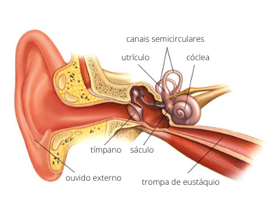 Estrutura do ouvido interno