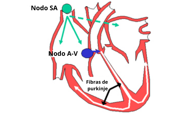 Nodo sinusal (ou sinoatrial), nodo atrioventricular e fibras de purkinje