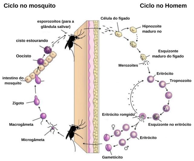 ciclo de vida do plamódio