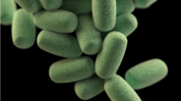 bactéria Clostridium botulinum causadora do botulismo