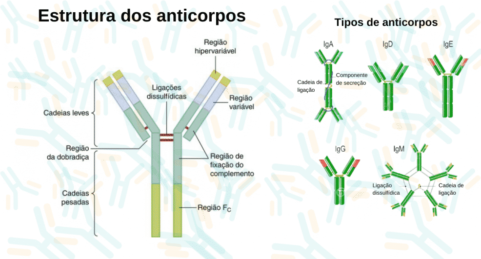 Estrutura e tipos de anticorpos ou imunoglobulinas