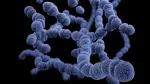 Streptococcus, toxinas e doenças