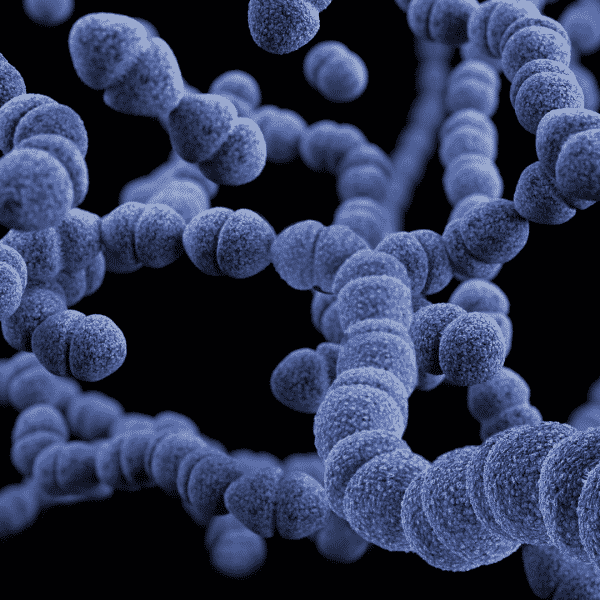 Streptococcus, toxinas e doenças