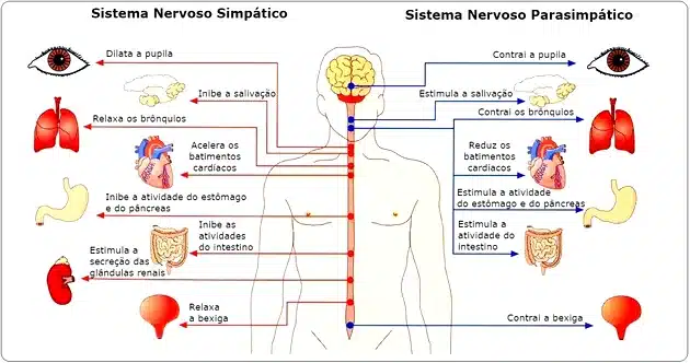 sistema nervoso periferico