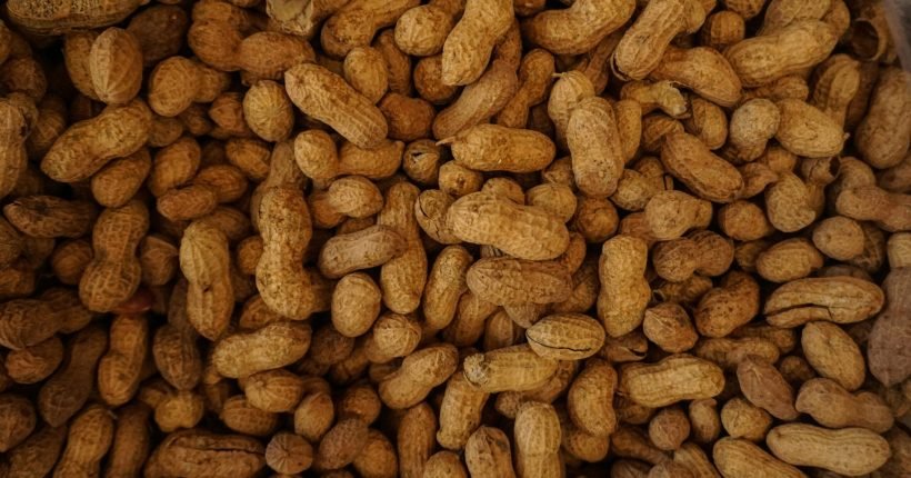 photography of brown nuts