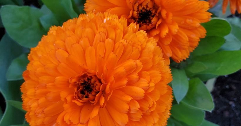 two orange flowers with green leaves in the background