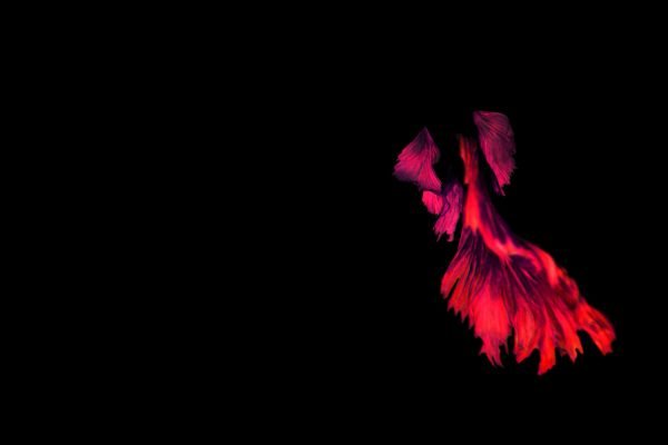 a red bird flying in the dark with its wings spread