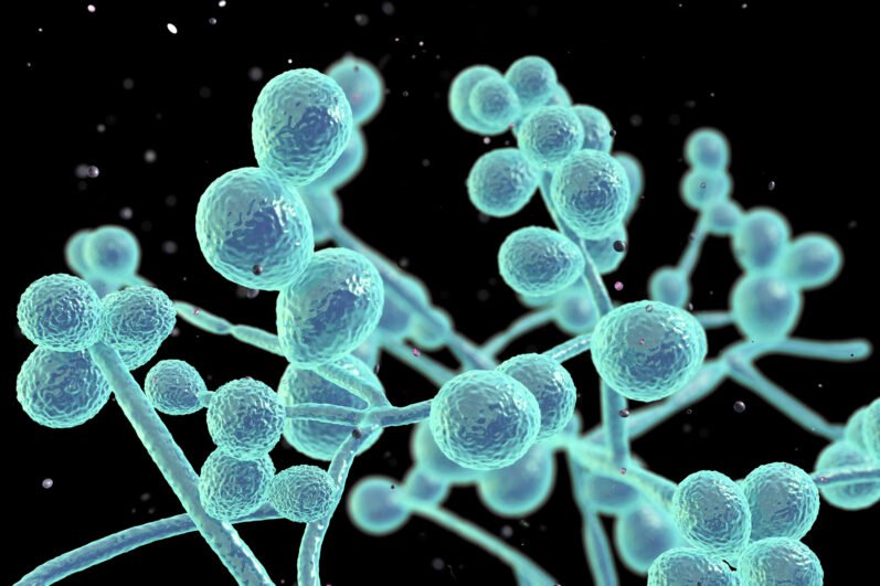 candida albicans