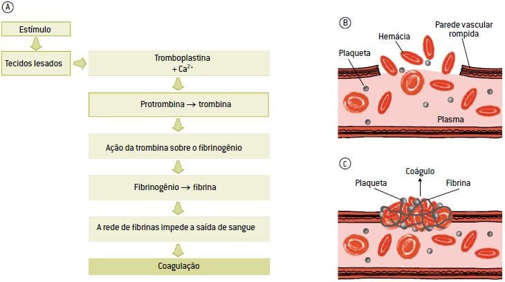 coagulação sanguínea