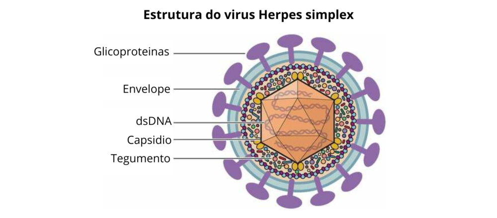 vírus Herpes Simplex (HSV)