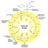 ciclo de krebs