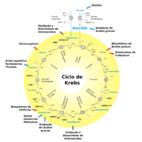 ciclo de krebs