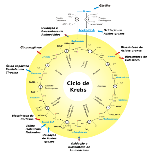 ciclo de krebs