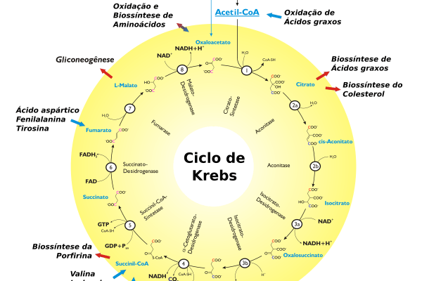 ciclo de krebs