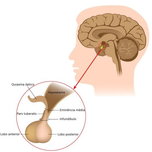 glândula pituitária