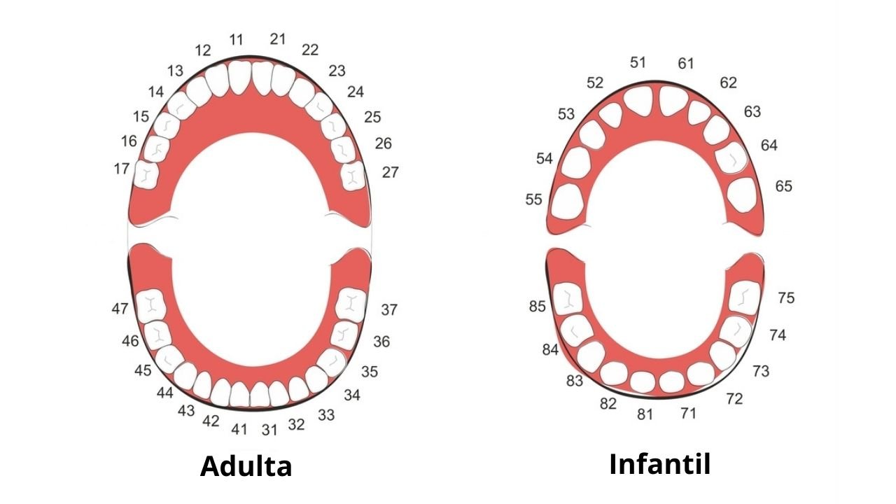 numeração dos dentes