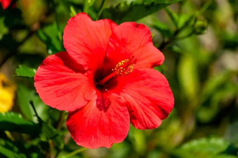 flor de hibisco