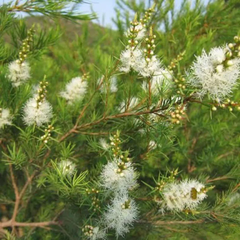 melaleuca