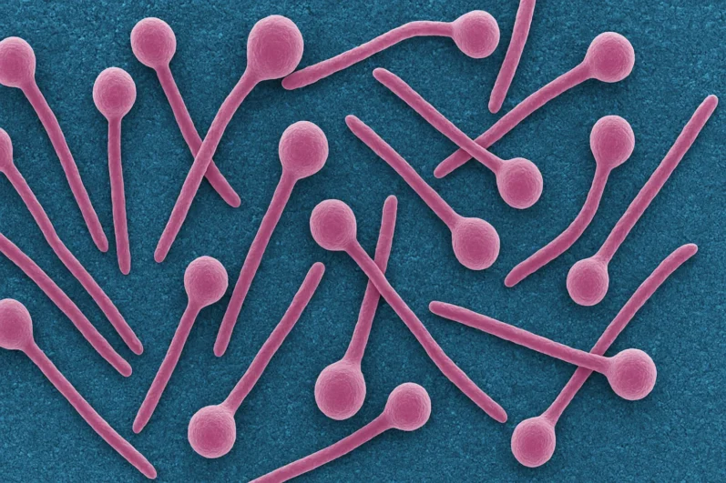 Clostridium tetani